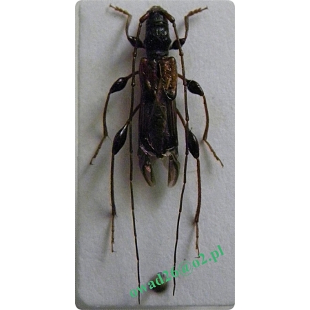 Molorchus minor (Linnaeus, 1758)